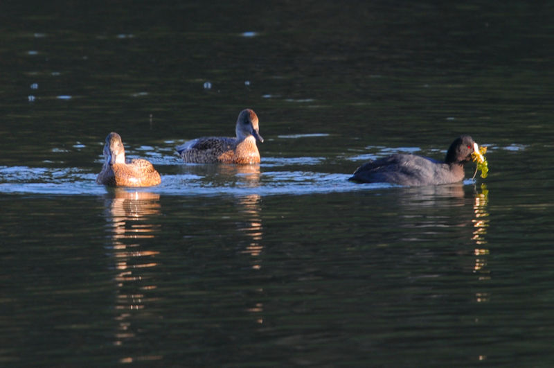 VK@ǒr@s@ޗǌ@2020/01/11@Photo by Kohyuh