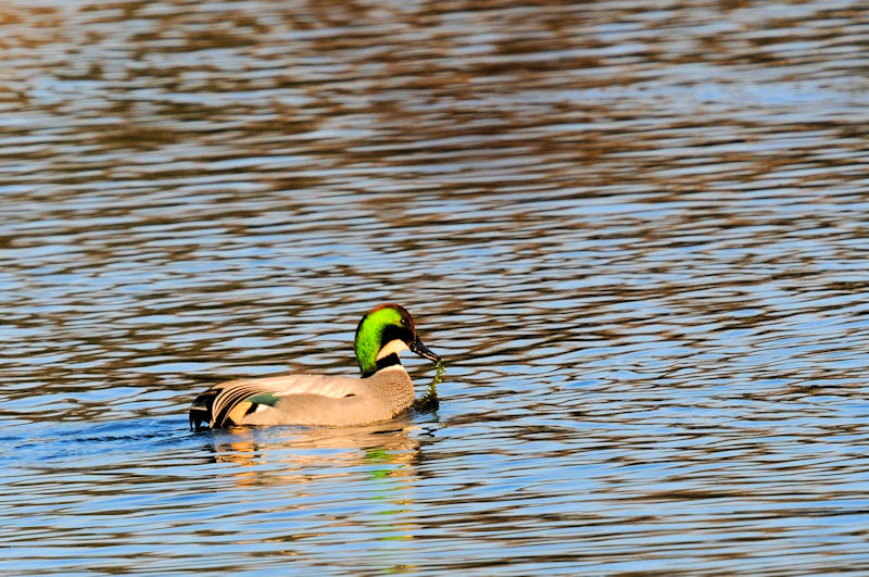 VK@ǒr@s@ޗǌ@2020/01/11@Photo by Kohyuh