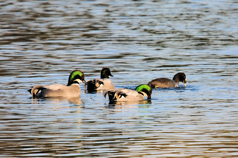 VK@ǒr@s@ޗǌ@2020/01/11@Photo by Kohyuh