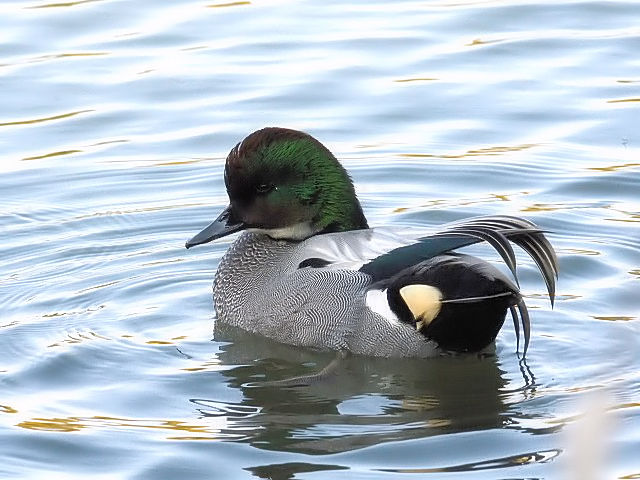 D VK @@s@Βn@2011/01/18@Photo by Kohyuh