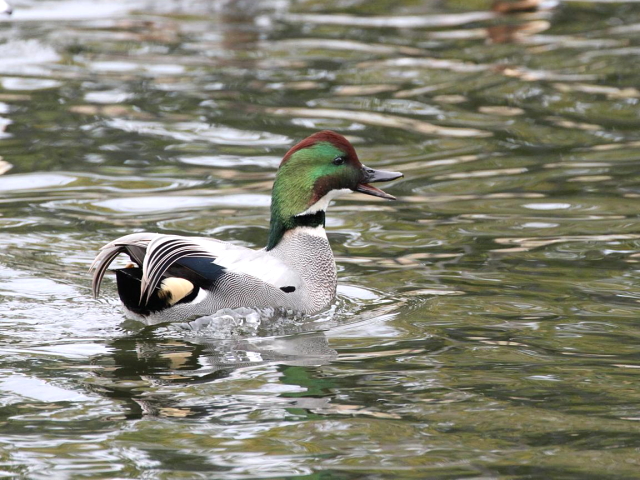 E VK @@s@Βn@2012/12/18@Photo by Manda@iʐ^񋟁F@ݓcj