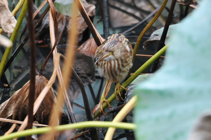 ヨシゴイ （４態-1）　幼鳥　鶴見緑地公園　大阪市　2015/10/05　Photo by Takase