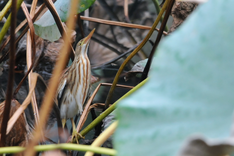 ヨシゴイ （４態-3）　幼鳥　鶴見緑地公園　大阪市　2015/10/05　Photo by Takase