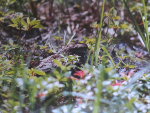 ヨタカの抱卵　比良山　滋賀県　某年・某月・某日　Photo by Koike