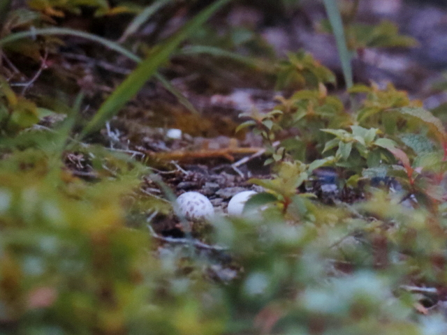 ヨタカの巣　比良山　滋賀県　某年・某月・某日　Photo by Koike