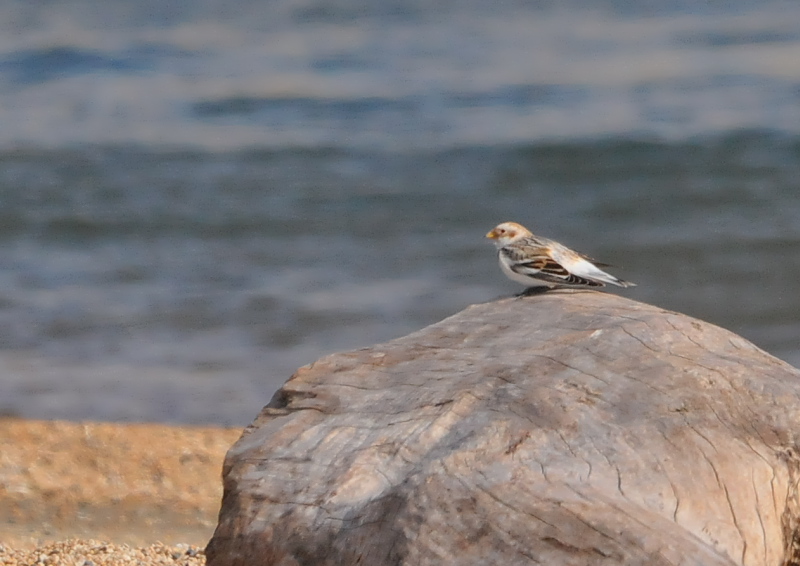 ユキホオジロ ♂　成鳥　冬羽　（６態-1）　三重県　2016/01/15　Photo by Takase