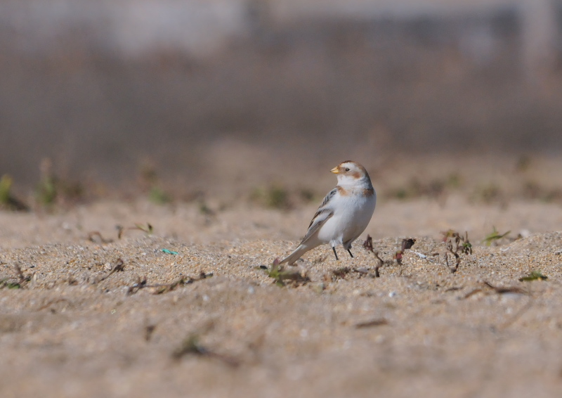 ユキホオジロ ♂　成鳥　冬羽　（６態-2）　三重県　2016/01/15　Photo by Takase