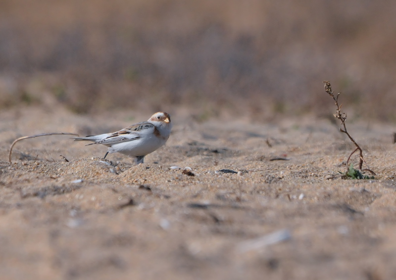 ユキホオジロ ♂　成鳥　冬羽　（６態-3）　三重県　2016/01/15　Photo by Takase