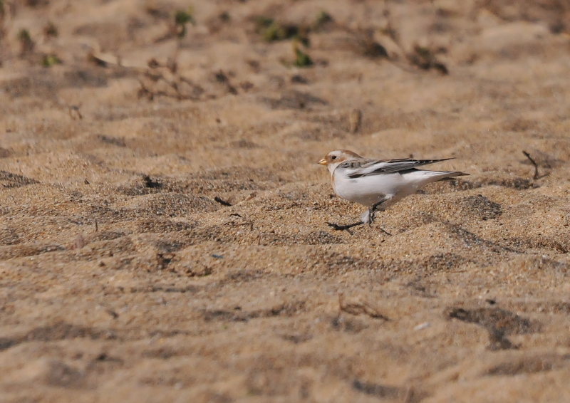 ユキホオジロ ♂　成鳥　冬羽　（６態-4）　三重県　2016/01/15　Photo by Takase