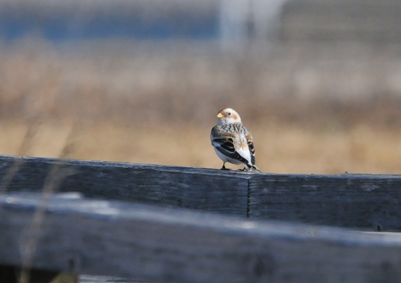 ユキホオジロ ♂　成鳥　冬羽　（６態-5）　三重県　2016/01/15　Photo by Takase