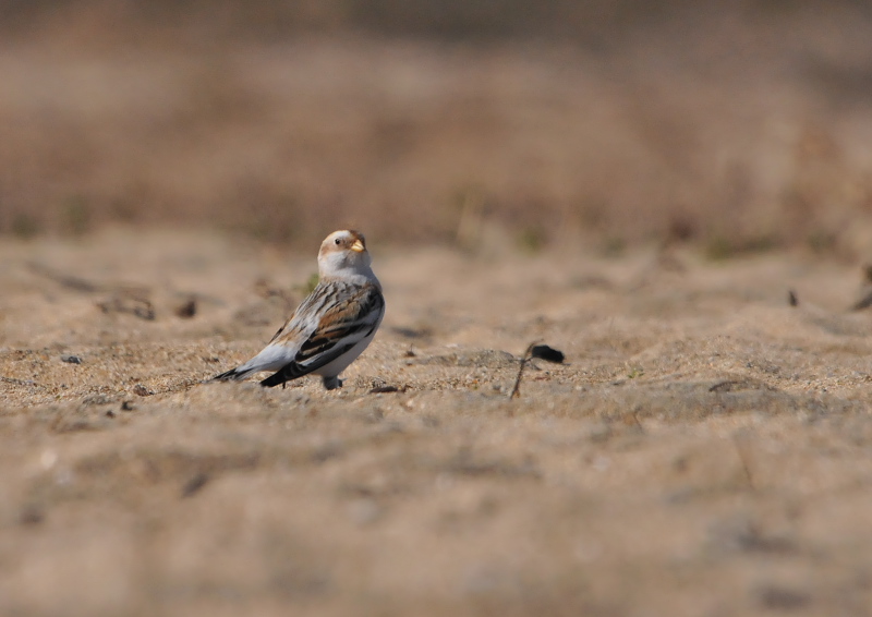 ユキホオジロ ♂　成鳥　冬羽　（６態-6）　三重県　2016/01/15　Photo by Takase