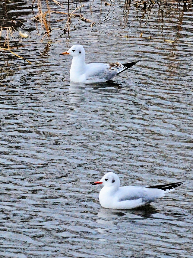 鴨川の野鳥たち（１５態-13）　鴨川　京都市　2017/01/04　Photo by Kohyuh　（写真提供：　好酉）