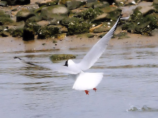 D  J@@ĉH@@s@2010/04/17@Photo by Kohyuh