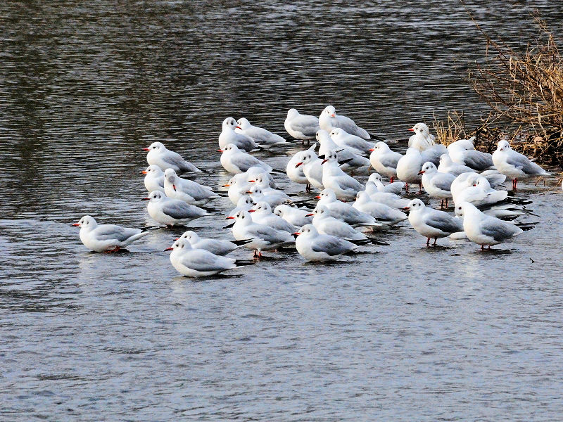 鴨川の野鳥たち（１５態-14）　鴨川　京都市　2017/01/04　Photo by Kohyuh　（写真提供：　好酉）