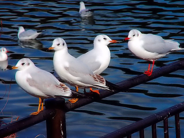B J̌Q@ߌΒn@2008/01/14@Photo by Kohyuh