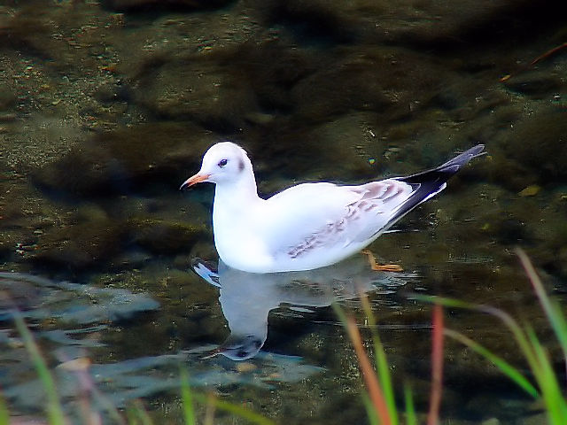 A J@ᒹ@@2008/12/28@Photo by Kohyuh