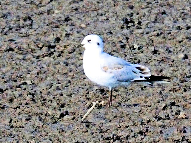 @ YOJ@ᒹ@V`\E̗@悩@ꌧ@2010/11/18@Photo by Kohyuh