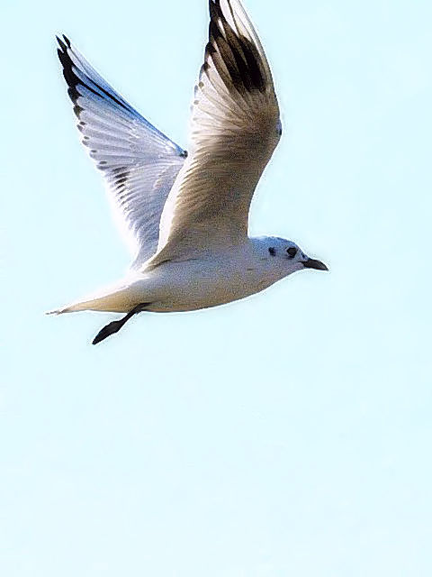 A YOJ@~H@V`\E̗@悩@ꌧ@2010/11/18@Photo by Kohyuh