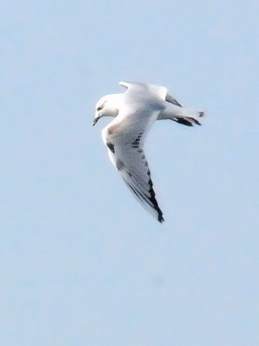 B YOJ@~H@V`\E̗@悩@ꌧ@2010/11/18@Photo by Kohyuh