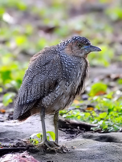 ① ズグロミゾゴイ　若鳥　石垣島　沖縄県　2011/01/26　Photo by Kohyuh