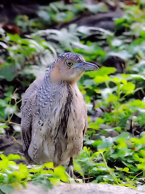 ② ズグロミゾゴイ　若鳥　石垣島　沖縄県　2011/01/26　Photo by Kohyu