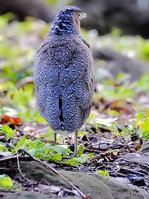 ③ ズグロミゾゴイ　若鳥　石垣島　沖縄県　2011/01/26　Photo by Kohyu