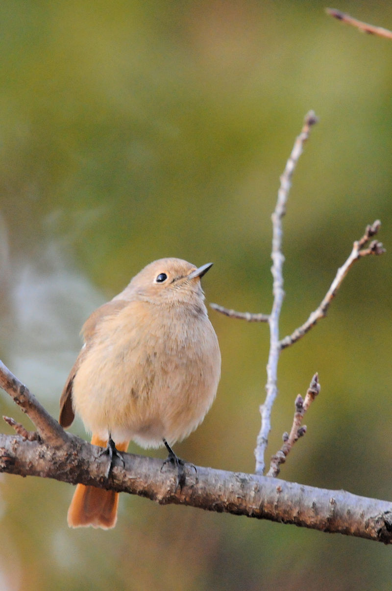 WEr^L iRԁj @@s@2022/01/10@Photo by Kohyuh