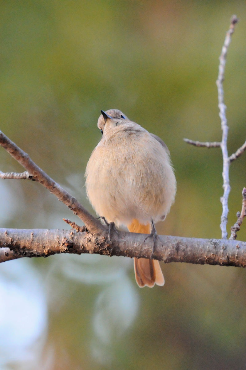 WEr^L iRԁj @@s@2022/01/10@Photo by Kohyuh