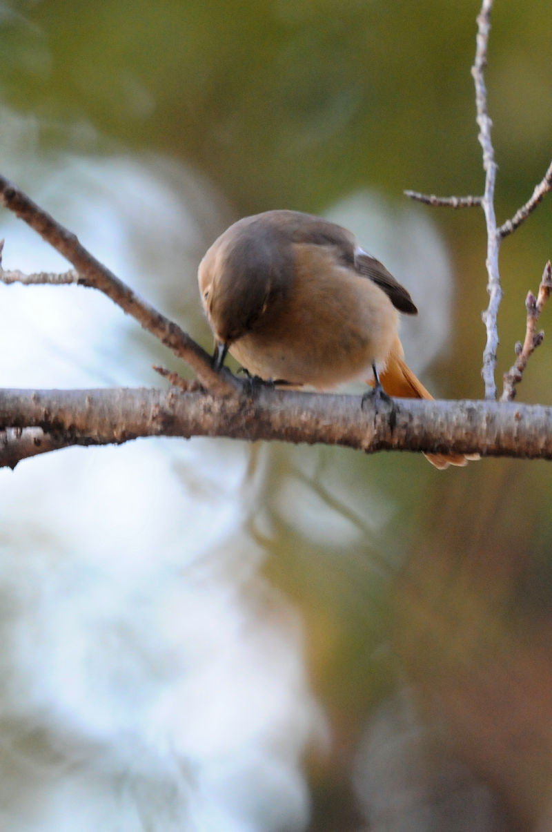 WEr^L iRԁj @@s@2022/01/10@Photo by Kohyuh