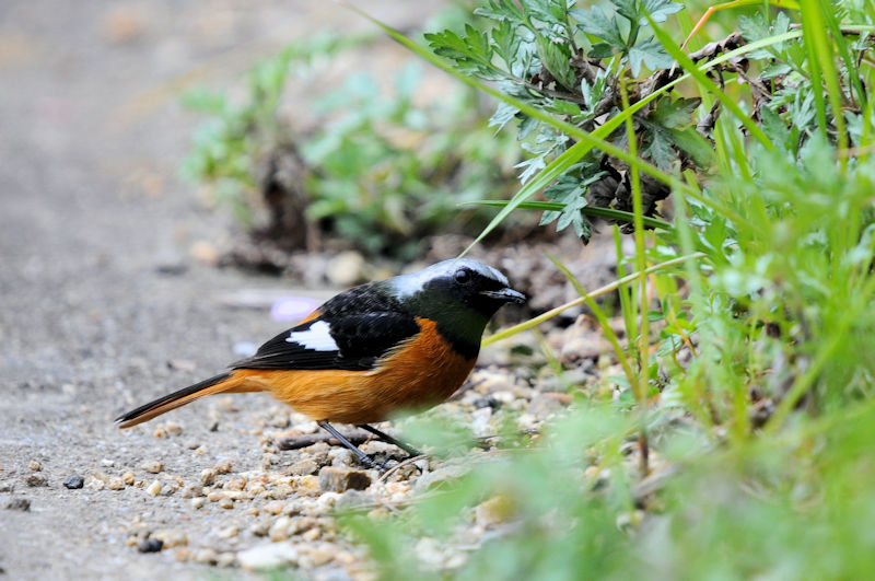 WEr^L @H@@ss@2022/03/19@Photo by Kohyuh