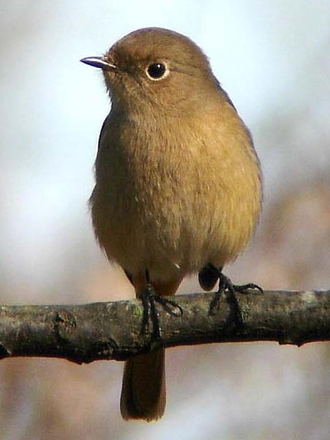 WEr^L@@@@2006/01/29@Photo by Takayama