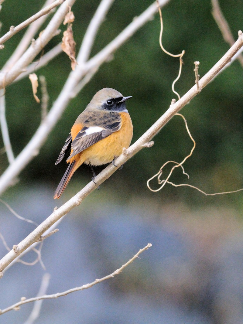 WEr^L@@ߌΒn@s@2018/01/07@Photo by Kohyuh