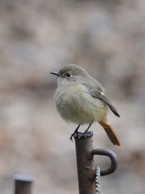 H-P@WEr^L@@@s@w@2011/01/21@Photo by Kohyuh