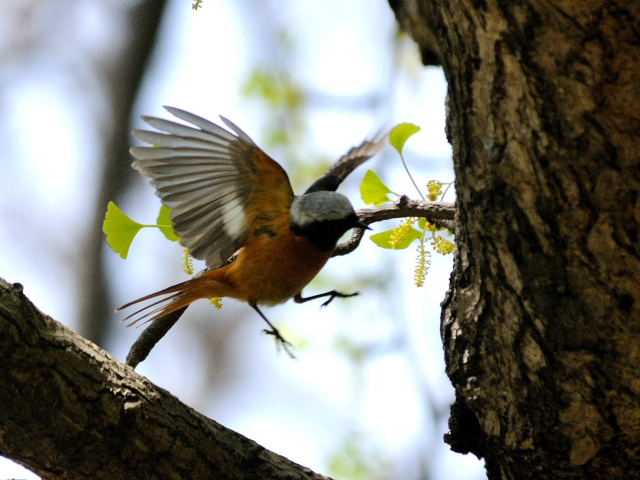 H-Q@WEr^L@@@s@@2013/04/16@Photo by Kohyuh