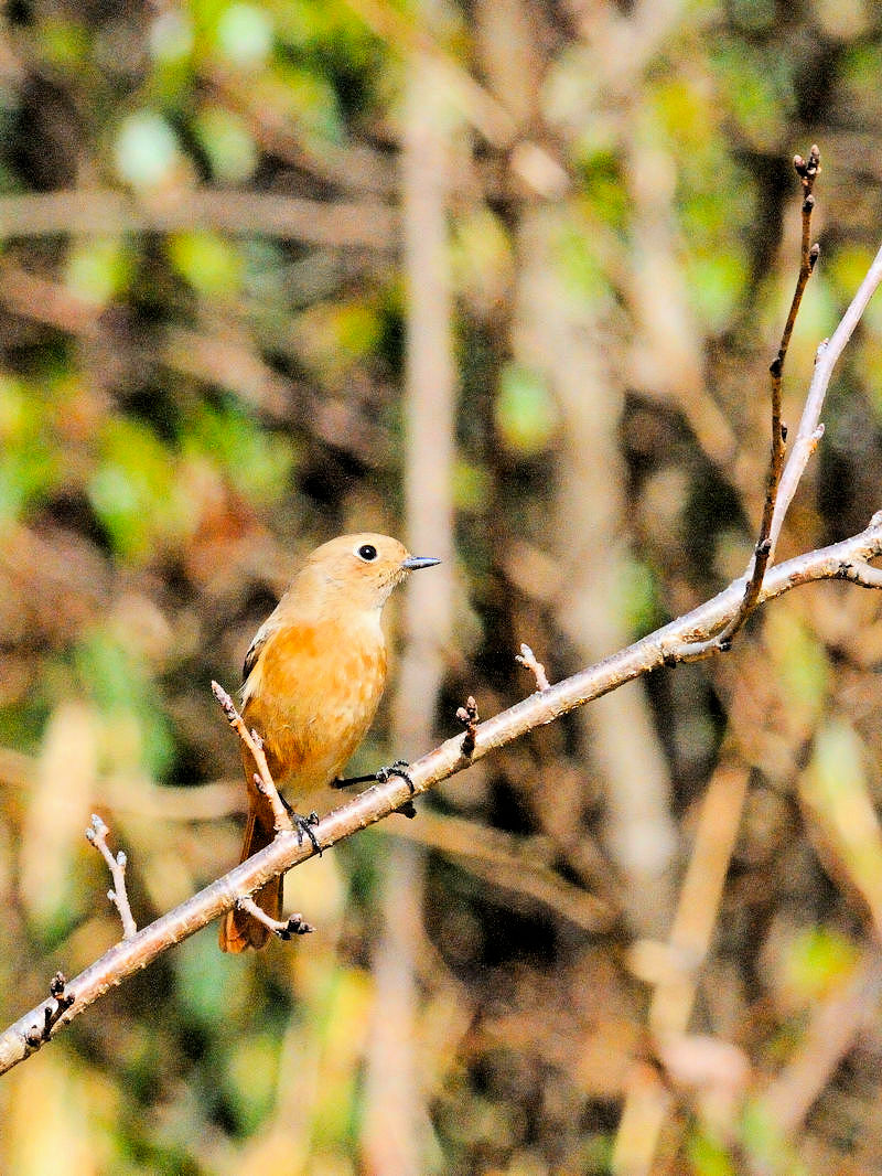 くろんど池の野鳥たち（１５態-9） くろんど池　生駒市 2018/01/15　Photo by Kohyuh （写真提供：　好酉）