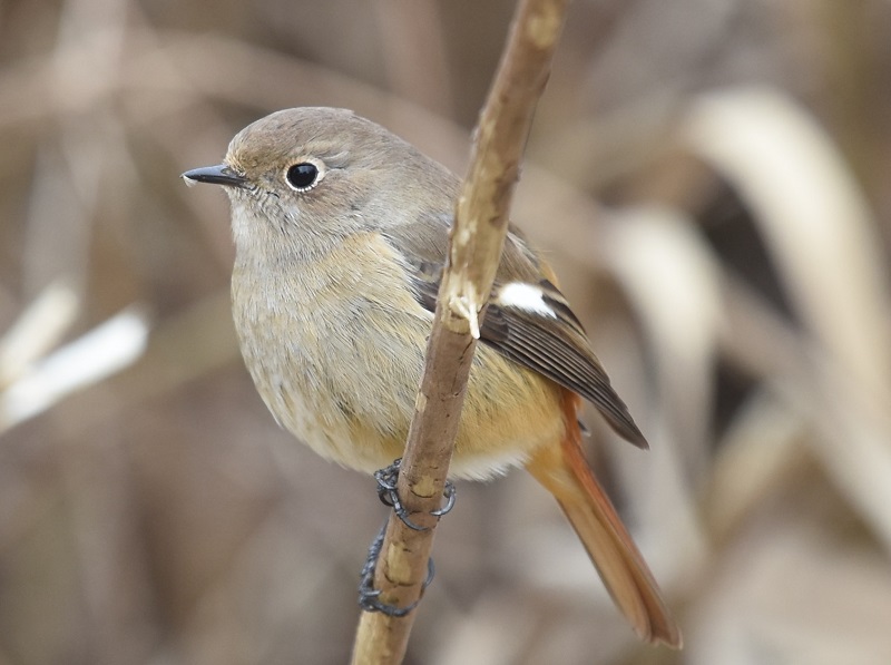 平城京の野鳥たち（７態-7）　平城京　奈良市　2018/01/14　Photo by Hyashi　（写真提供：　林）