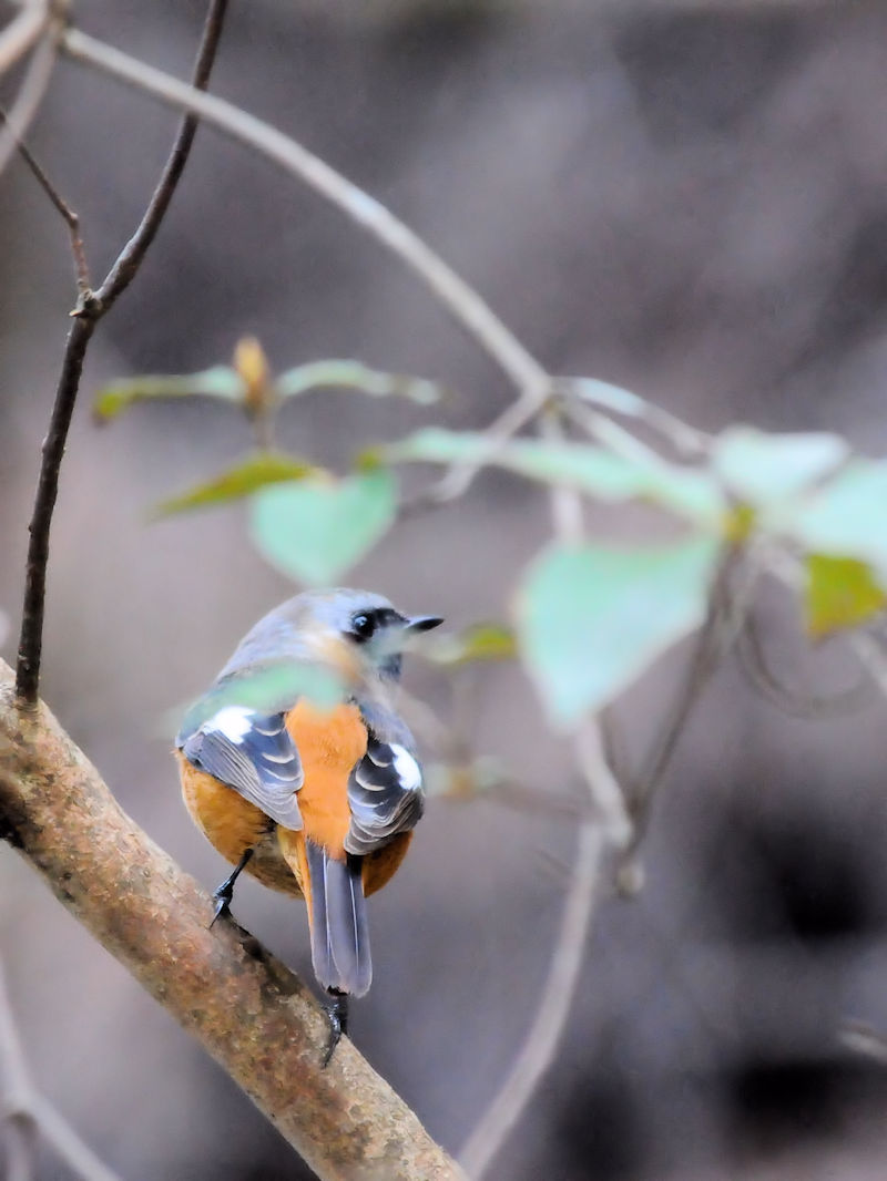 WEr^L@󃖒r@ss@2018/11/18@Photo by Kohyuh