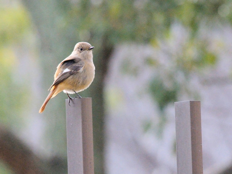 WEr^L@@ߌΒn@s@2018/01/07@Photo by Kohyuh