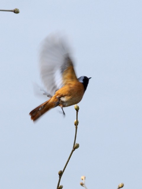 C WEr^L@@@s@썶݁@2010/03/22@Photo by Kohyuh