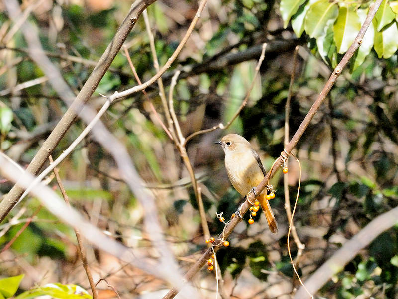 くろんど池の野鳥たち（１５態-10） くろんど池　生駒市 2018/01/15　Photo by Kohyuh （写真提供：　好酉）