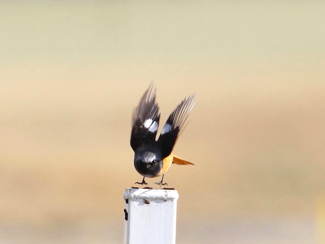 Photo-20140205-3@WEr^L@@iR-3j@@s@ؒÐ썶݁@2014/02/05@Photo by Manda