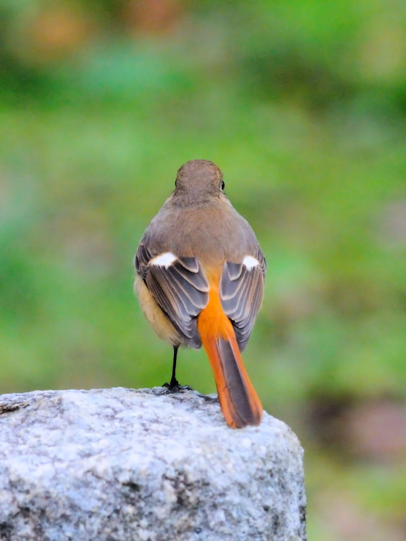 WEr^L @s@w@2011/01/05@Photo by Kohyuh