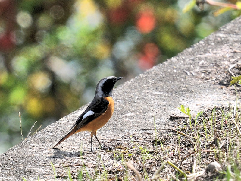 WEr^L @V@s@2020/10/26@Photo by Kohyuh