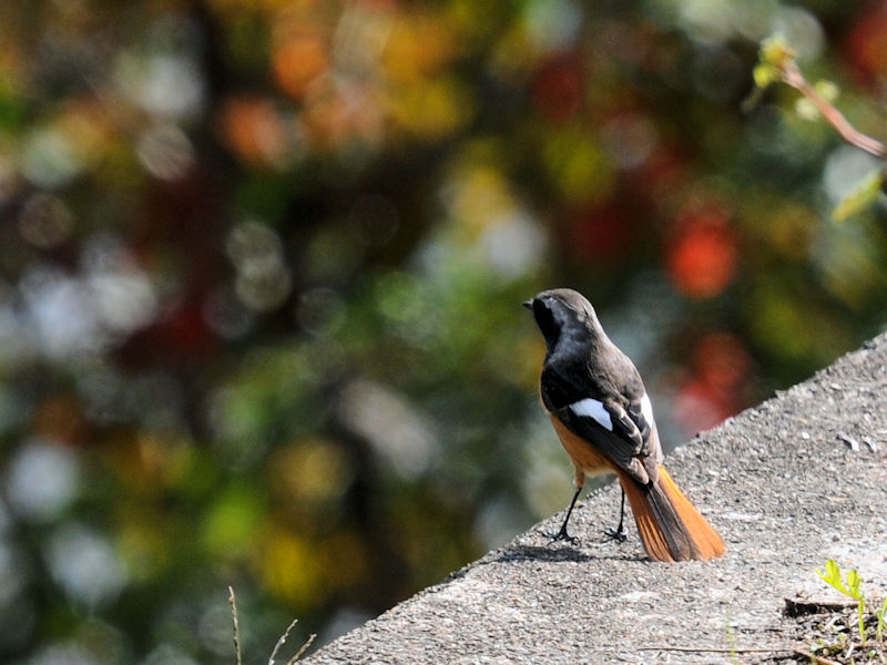 WEr^L @V@s@2020/10/26@Photo by Kohyuh