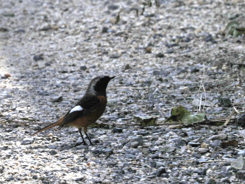 WEr^L @V@s@2020/10/26@Photo by Kohyuh