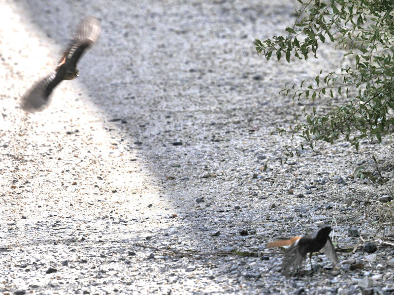 WEr^L @V@s@2020/10/26@Photo by Kohyuh