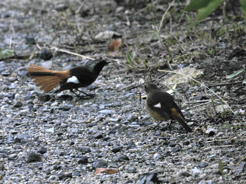 WEr^L @V@s@2020/10/26@Photo by Kohyuh