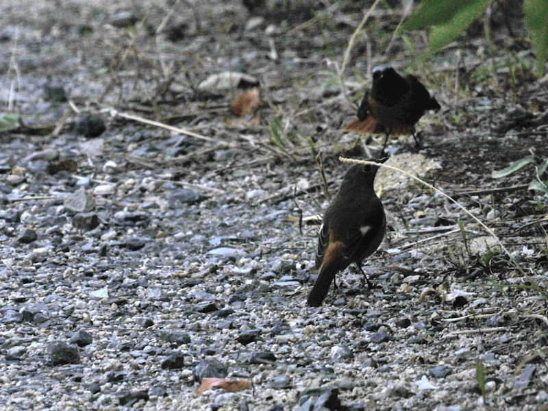 WEr^L @V@s@2020/10/26@Photo by Kohyuh