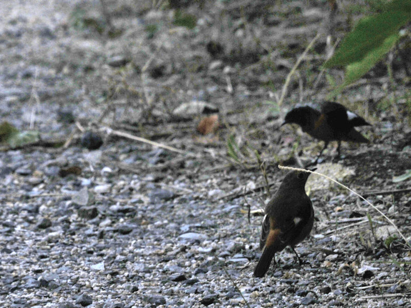 WEr^L @V@s@2020/10/26@Photo by Kohyuh