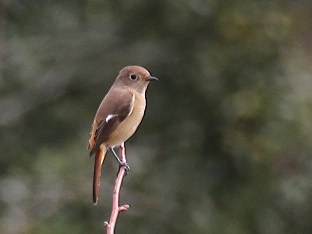 G WEr^L@@@R̕ӂ̓@2012/10/30@Photo by Manda@iʐ^񋟁F@ݓcj